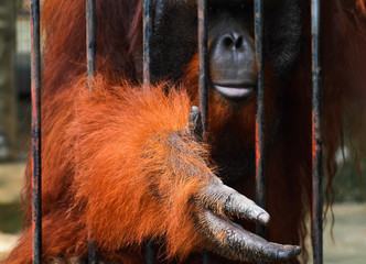 Orangutan requested for food from tourist