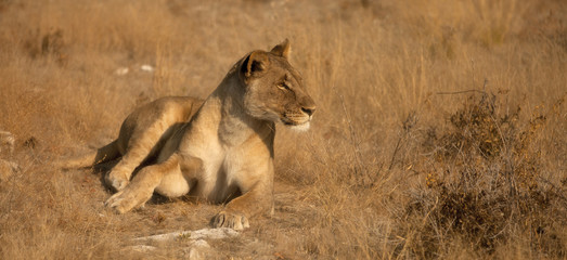 Leonessa