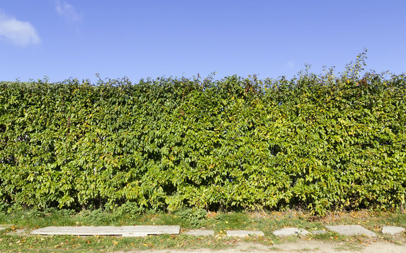 Green fence fragment from a  ornamental shrub