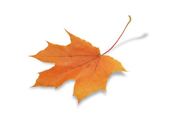 Naklejka na ściany i meble Fall Maple Leaf