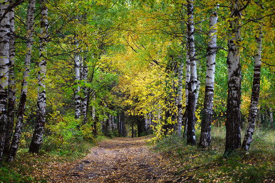 Forest