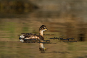 grebe castagneux