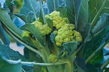 cime di rapa