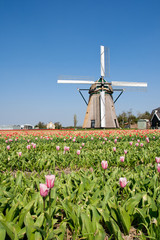 Windmill & tulips