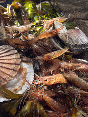 Crevettes roses bouquet vivantes