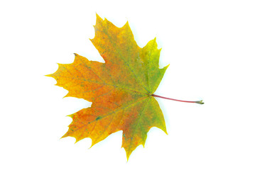 autumn maple leaf