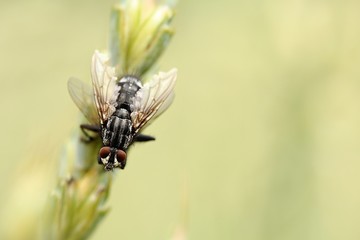 Brachycera on a spike