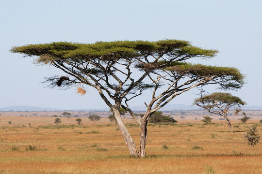 Serengeti acacia