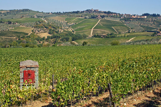 vineyards in Tuscany