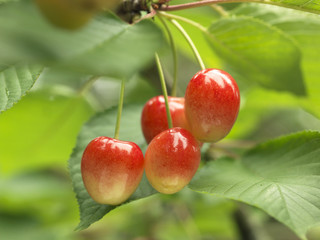 Cerises Napoléon sur l'arbre