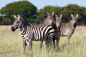 zebra herd