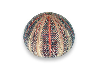 Sea urchin on white background
