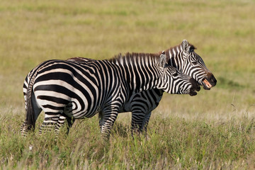 Fototapeta na wymiar Playing zebras