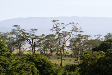 Lerai forest