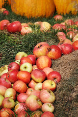 Ripe Apples