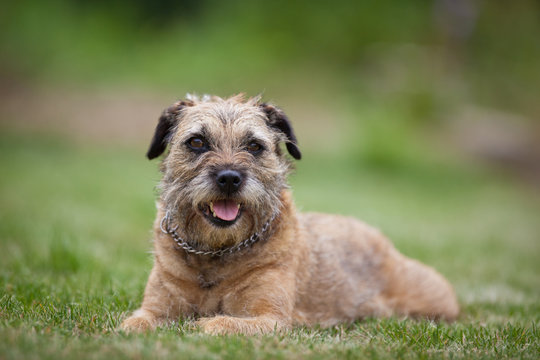 Border Terrier Images – Browse 5,442 Stock Photos, Vectors, and Video |  Adobe Stock