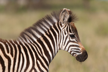 Fototapeta na wymiar Zebra foal
