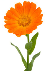 Flower of calendula