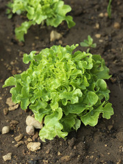 Feuille de chêne verte bio en terre