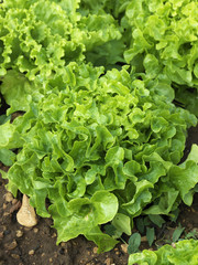 Feuille de ch&ecirc;ne verte bio en terre