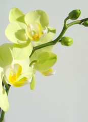 Orchidaceae #3999