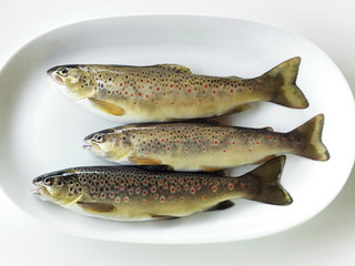 Truites fario sauvages