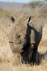 Fototapeta premium White rhinoceros