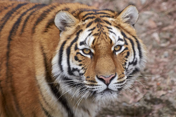 Fototapeta premium Tiger (Panthera tigris)