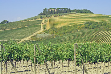 Fototapeta na wymiar vineyards in Tuscany