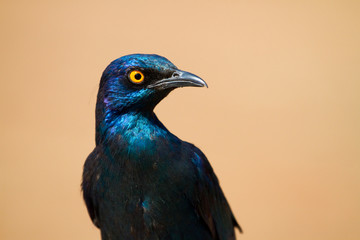 glossy starling