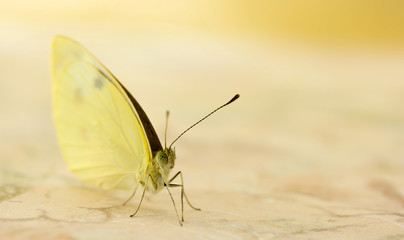 Small white butterfly