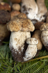 Bolets dans la forêt