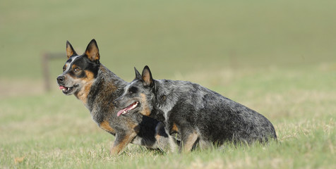 Pair of Australian Cattle Dogs
