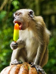 Papier Peint photo Singe singe mangeant de la glace