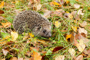 Hedgehog in the autumn forest crawling through old grass