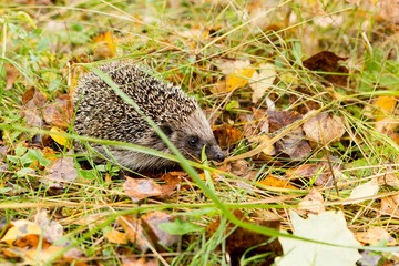 Hedgehog in the autumn forest crawling through old grass