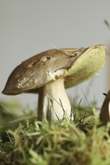 Cèpe dans la mousse