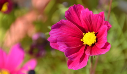 Obraz premium cosmos