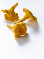 Fototapeta premium Girolles