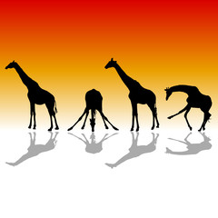 giraffe four vector silhouette