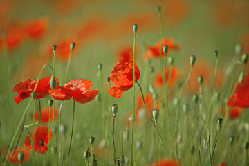 Obraz premium Klatschmohn