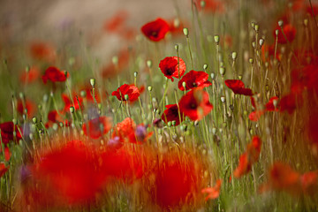 Klatschmohn