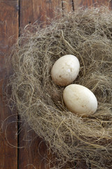 Oeufs de canard dans un nid