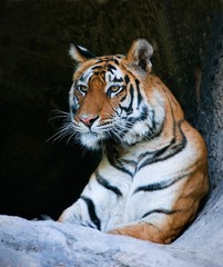 Bengal Tiger Portrait