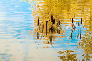 Cane in water in autumn park