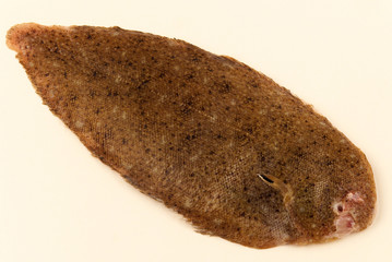 poisson sole