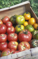 Cagette de tomates bio