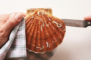 ouvrir une coquille saint-jacques