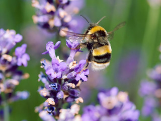 Bumblebee taking off after feeding on lavendar flower nectar
