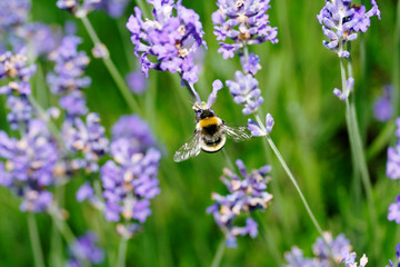 Furry bumblebee feeding on nectar from lavendar flowers